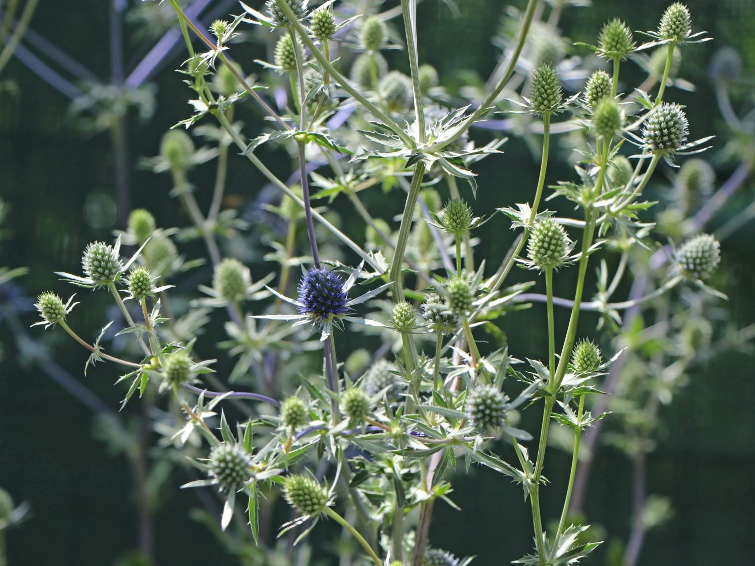 Dreiteilige Mannstreu 5 Dreiteilige Mannstreu – Bild 3