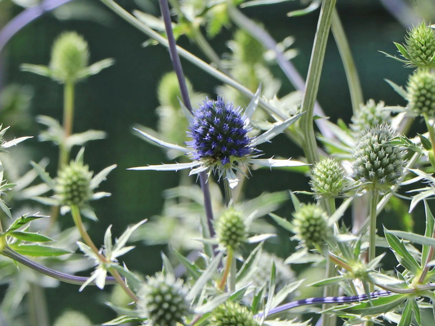 Dreiteilige Mannstreu 8 Dreiteilige Mannstreu – Bild 6