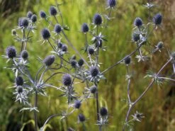 Dreiteilige Mannstreu 11 Dreiteilige Mannstreu -Günstiges Erd Seele Geschäft dreiteilige mannstreu m062115 w 4