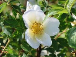 Dünenrose / Bibernellrose 16 Dünenrose / Bibernellrose -Günstiges Erd Seele Geschäft duenenrose bibernellrose m000070 w 10