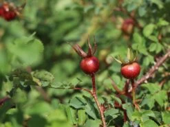 Dünenrose / Bibernellrose 18 Dünenrose / Bibernellrose -Günstiges Erd Seele Geschäft duenenrose bibernellrose m000070 w 2