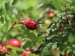 Dünenrose / Bibernellrose 17 Dünenrose / Bibernellrose -Günstiges Erd Seele Geschäft duenenrose bibernellrose m000070 w 3