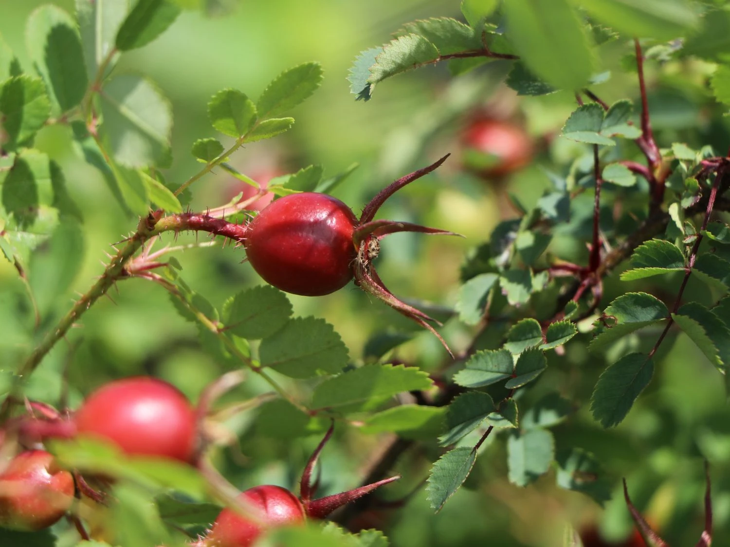 Dünenrose / Bibernellrose 7 Dünenrose / Bibernellrose – Bild 5