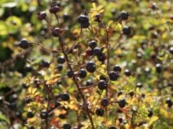 Dünenrose / Bibernellrose 23 Dünenrose / Bibernellrose -Günstiges Erd Seele Geschäft duenenrose bibernellrose m000070 w 4