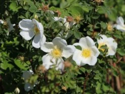 Dünenrose / Bibernellrose 19 Dünenrose / Bibernellrose -Günstiges Erd Seele Geschäft duenenrose bibernellrose m000070 w 5