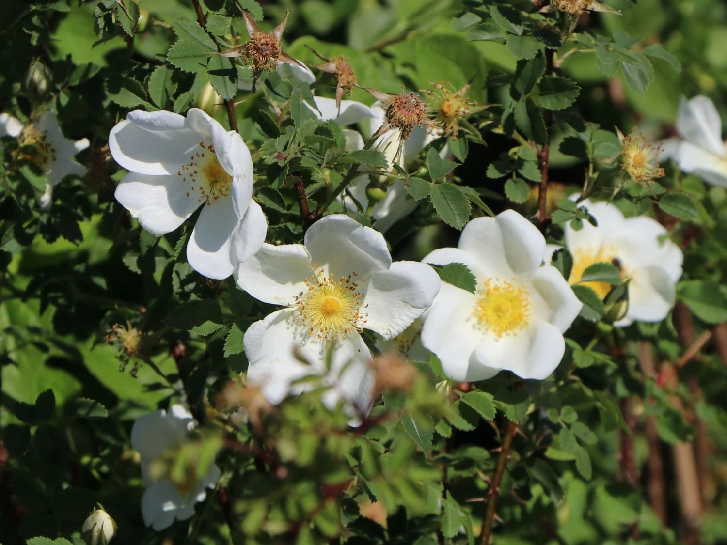 Dünenrose / Bibernellrose 9 Dünenrose / Bibernellrose – Bild 7