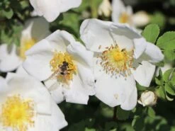 Dünenrose / Bibernellrose 22 Dünenrose / Bibernellrose -Günstiges Erd Seele Geschäft duenenrose bibernellrose m000070 w 6