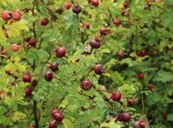 Dünenrose / Bibernellrose 20 Dünenrose / Bibernellrose -Günstiges Erd Seele Geschäft duenenrose bibernellrose m000070 w 7