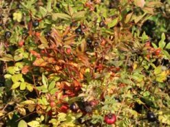 Dünenrose / Bibernellrose 15 Dünenrose / Bibernellrose -Günstiges Erd Seele Geschäft duenenrose bibernellrose m000070 w 8