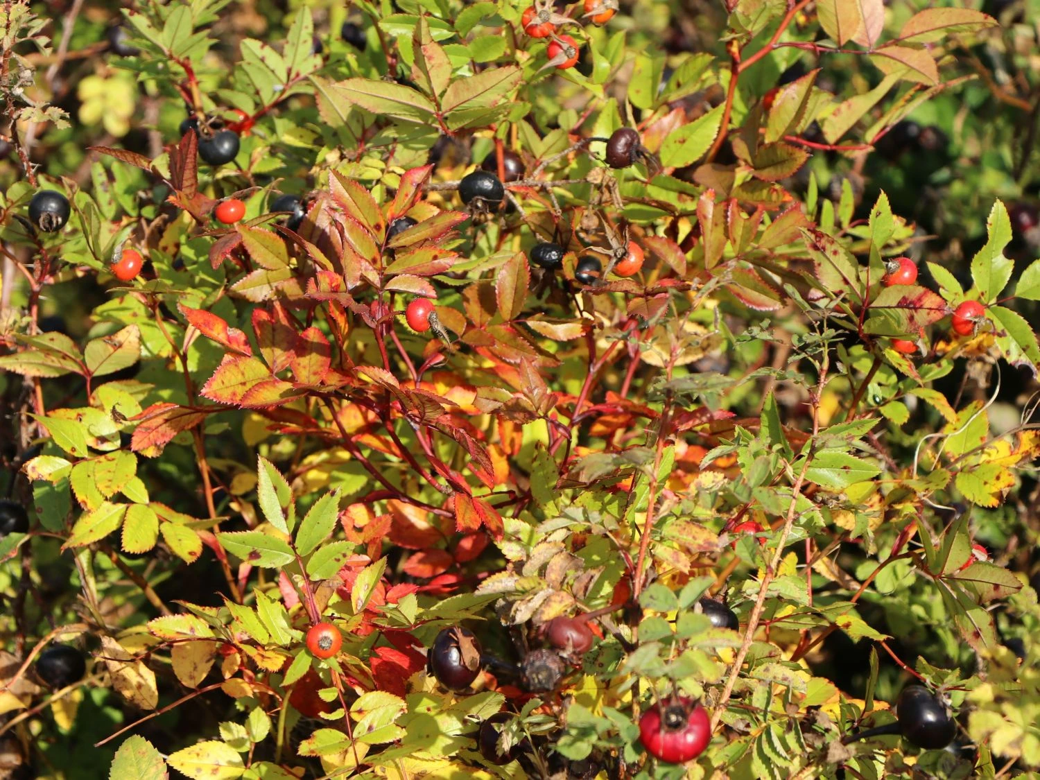 Dünenrose / Bibernellrose 5 Dünenrose / Bibernellrose – Bild 3