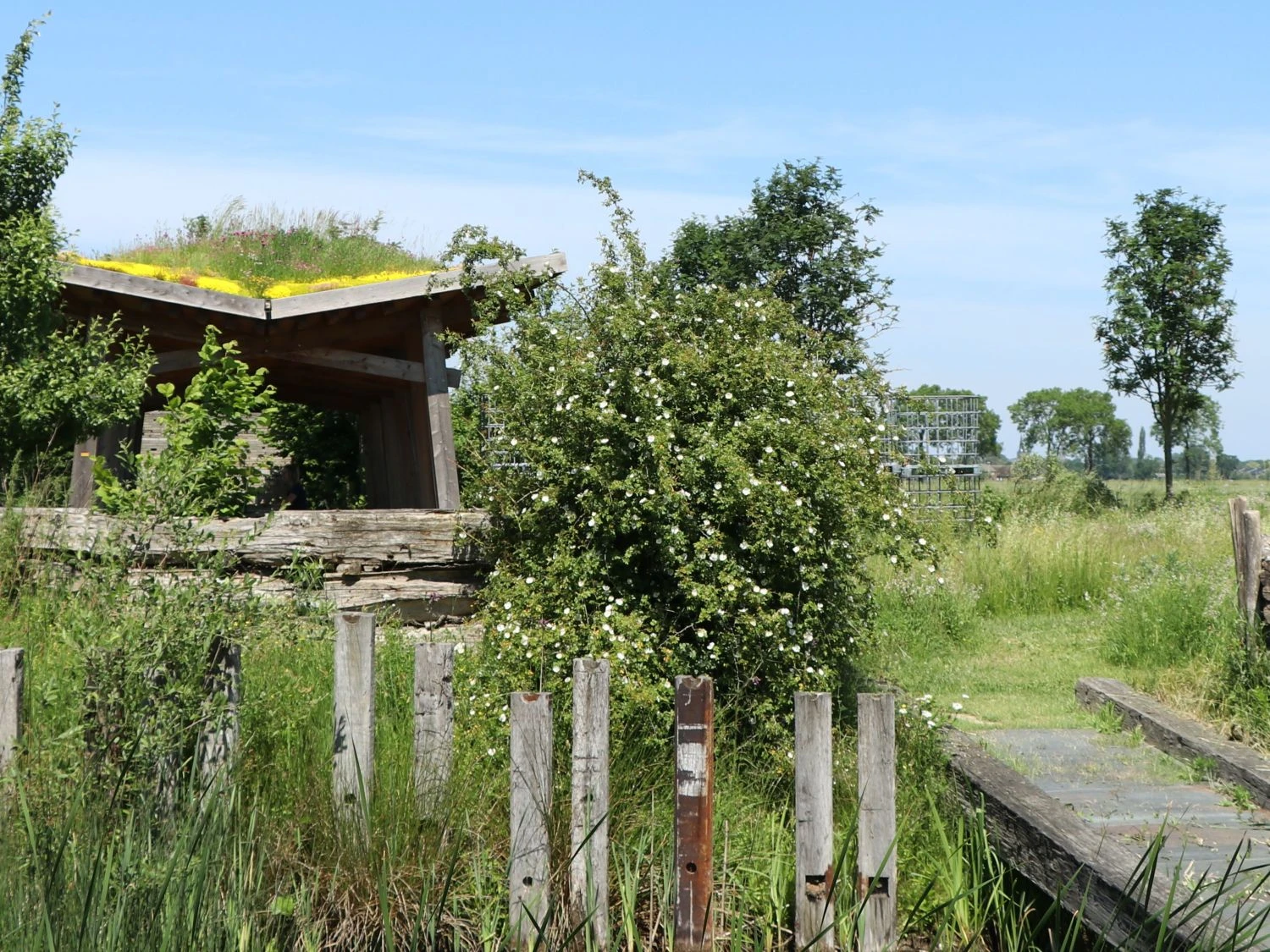 Dünenrose / Bibernellrose 4 Dünenrose / Bibernellrose – Bild 2