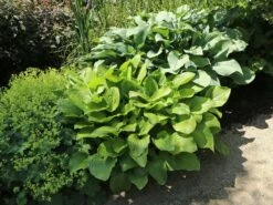 Duftende Herzblattlilie -Günstiges Erd Seele Geschäft duftende herzblattlilie m010951 w 1