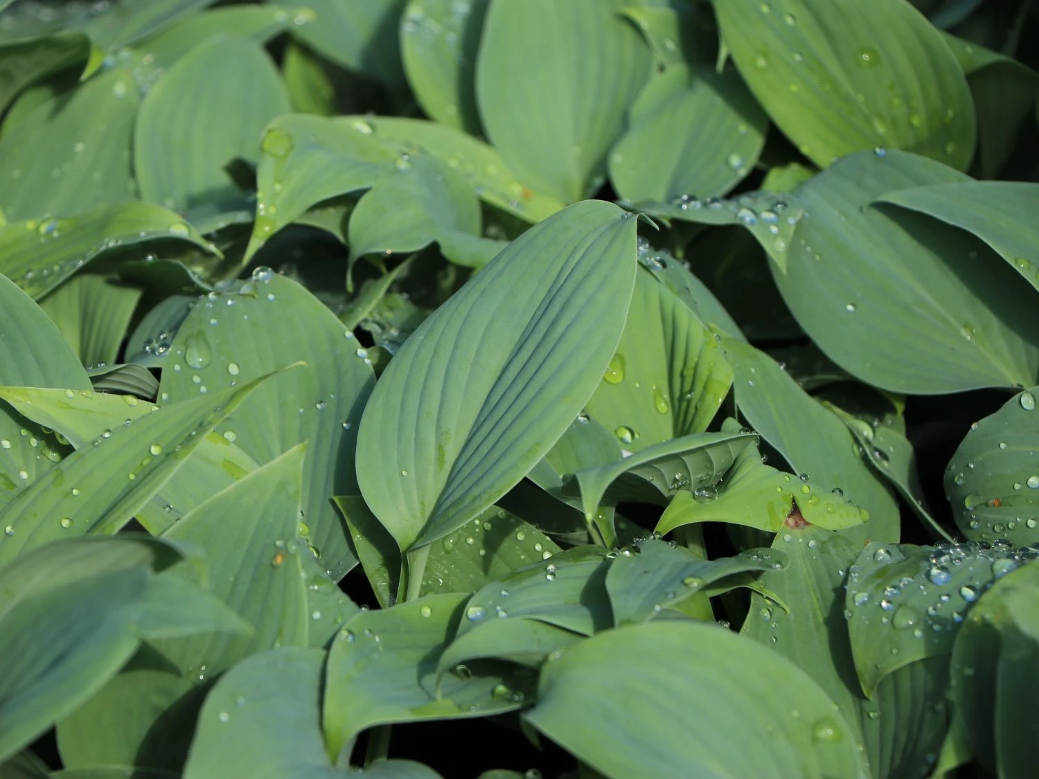 Duftende Lilien-Funkie 'Fragrant Blue' 3 Duftende Lilien-Funkie 'Fragrant Blue'