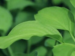 Duftende Lilien-Funkie 'Fragrant Blue' 9 Duftende Lilien-Funkie 'Fragrant Blue' -Günstiges Erd Seele Geschäft duftende lilien funkie fragrant blue m059011 w 0