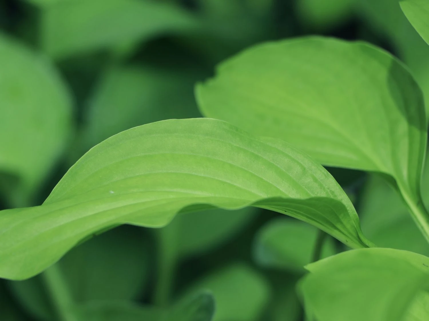 Duftende Lilien-Funkie 'Fragrant Blue' 4 Duftende Lilien-Funkie 'Fragrant Blue' – Bild 2