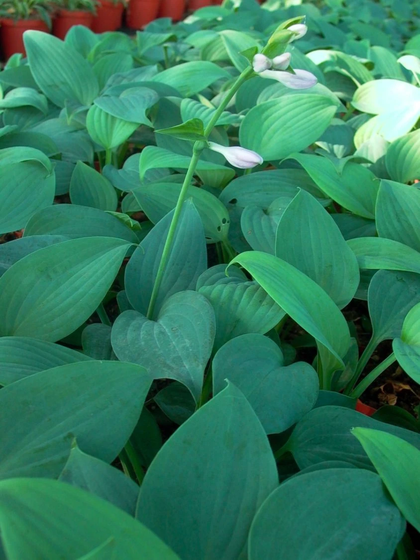 Duftende Lilien-Funkie 'Fragrant Blue' 7 Duftende Lilien-Funkie 'Fragrant Blue' – Bild 5