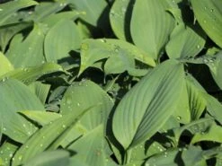 Duftende Lilien-Funkie 'Fragrant Blue' 10 Duftende Lilien-Funkie 'Fragrant Blue' -Günstiges Erd Seele Geschäft duftende lilien funkie fragrant blue m059011 w 2