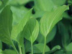 Duftende Lilien-Funkie 'Fragrant Blue' 13 Duftende Lilien-Funkie 'Fragrant Blue' -Günstiges Erd Seele Geschäft duftende lilien funkie fragrant blue m059011 w 3