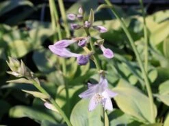 Duftende Lilien-Funkie 'Fragrant Blue' 11 Duftende Lilien-Funkie 'Fragrant Blue' -Günstiges Erd Seele Geschäft duftende lilien funkie fragrant blue m059011 w 4