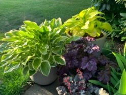 Duftende Lilien-Funkie 'So Sweet' 12 Duftende Lilien-Funkie 'So Sweet' -Günstiges Erd Seele Geschäft duftende lilien funkie so sweet m059055 728667 0