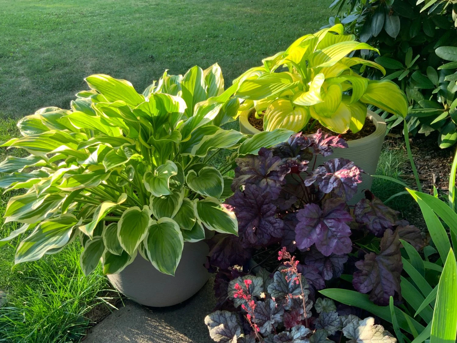 Duftende Lilien-Funkie 'So Sweet' 7 Duftende Lilien-Funkie 'So Sweet' – Bild 5