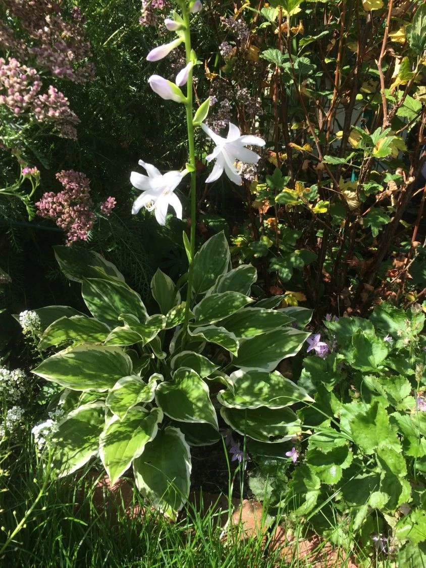 Duftende Lilien-Funkie 'So Sweet' 8 Duftende Lilien-Funkie 'So Sweet' – Bild 6