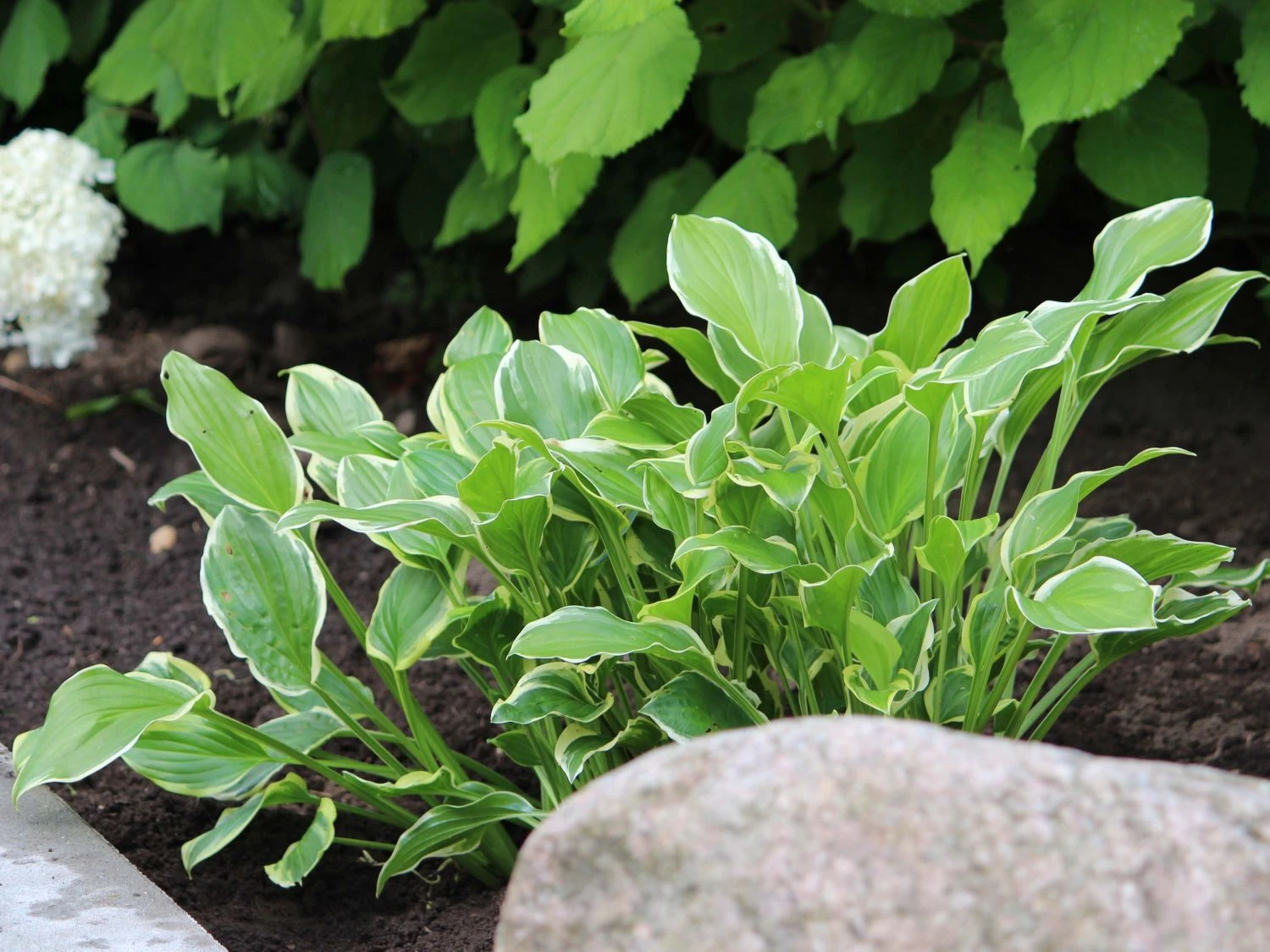 Duftende Lilien-Funkie 'So Sweet' 3 Duftende Lilien-Funkie 'So Sweet'