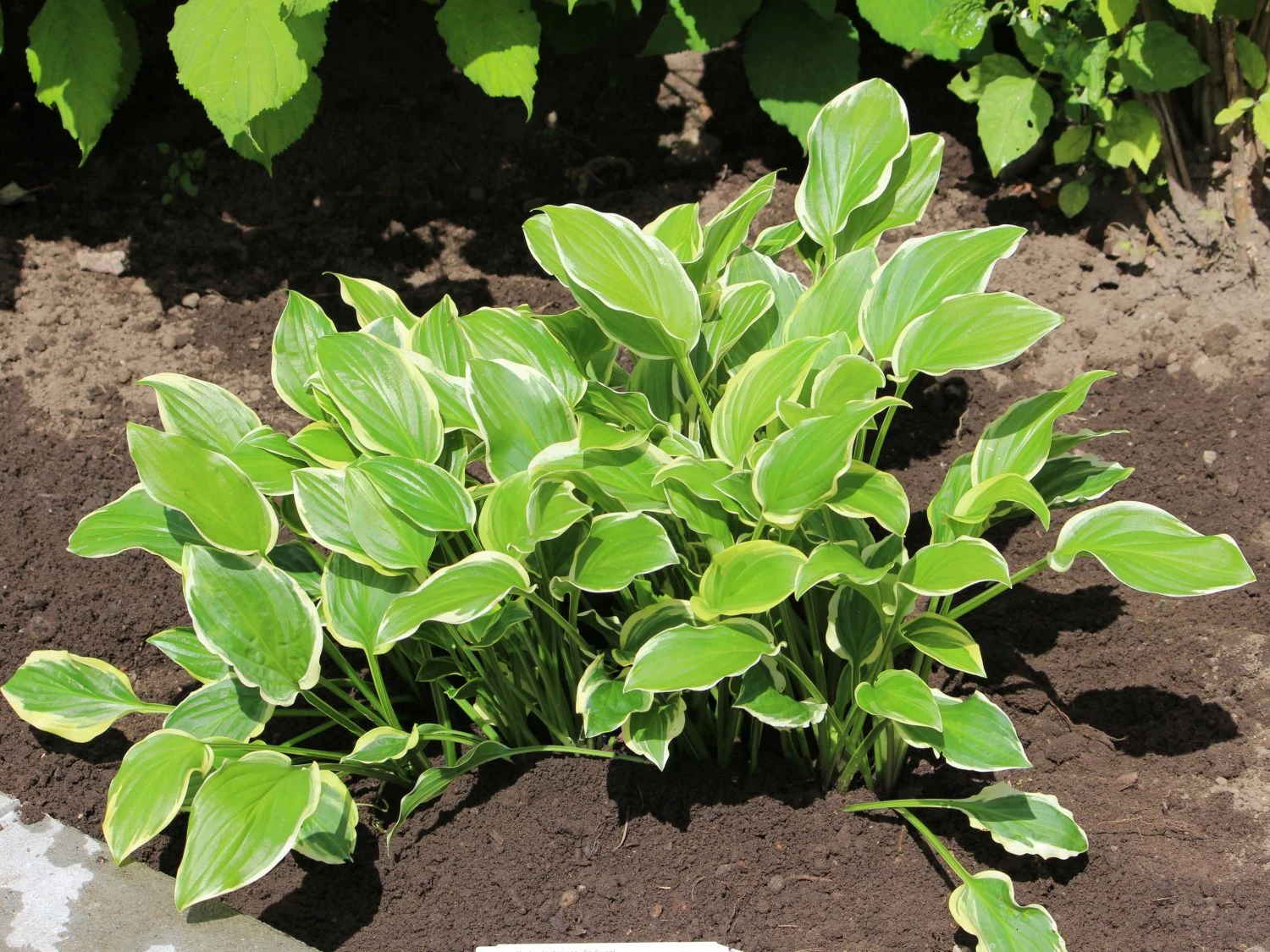 Duftende Lilien-Funkie 'So Sweet' 6 Duftende Lilien-Funkie 'So Sweet' – Bild 4