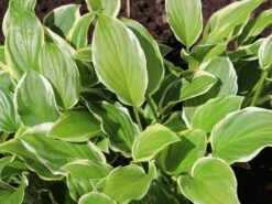 Duftende Lilien-Funkie 'So Sweet' 10 Duftende Lilien-Funkie 'So Sweet' -Günstiges Erd Seele Geschäft duftende lilien funkie so sweet m059055 w 1