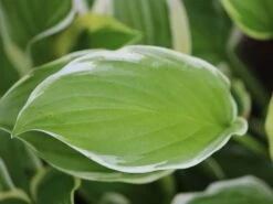 Duftende Lilien-Funkie 'So Sweet' 9 Duftende Lilien-Funkie 'So Sweet' -Günstiges Erd Seele Geschäft duftende lilien funkie so sweet m059055 w 2