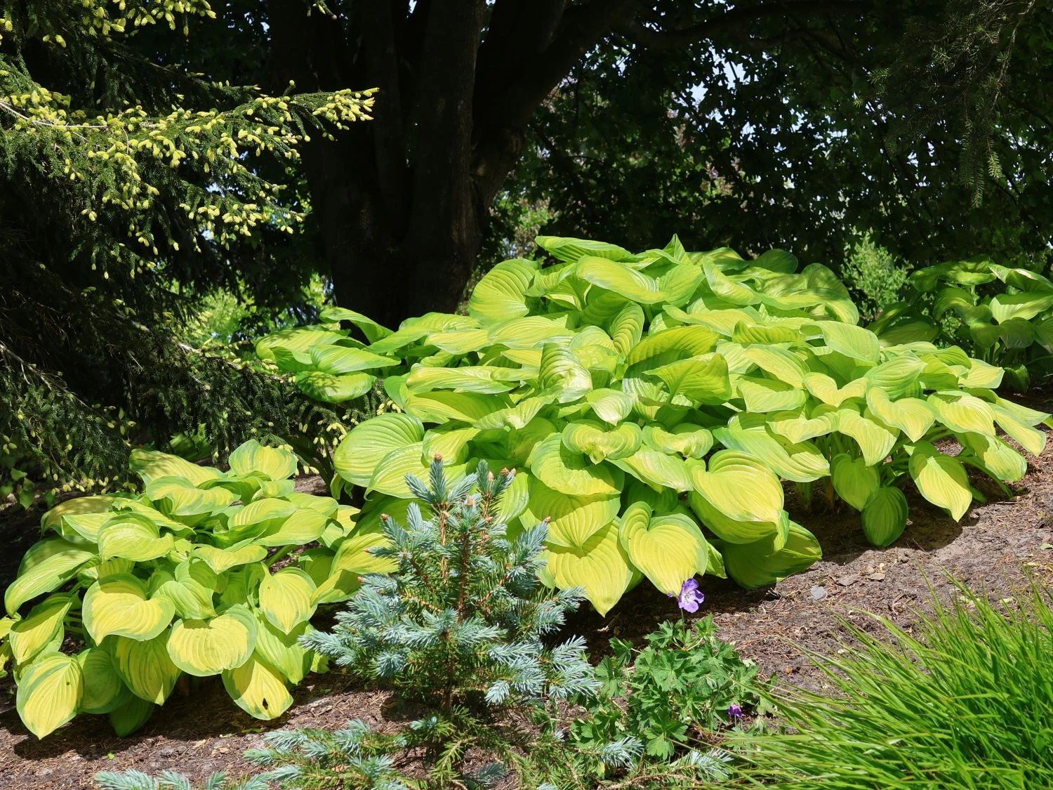 Duftende Lilien-Funkie 'Stained Glass' 3 Duftende Lilien-Funkie 'Stained Glass'