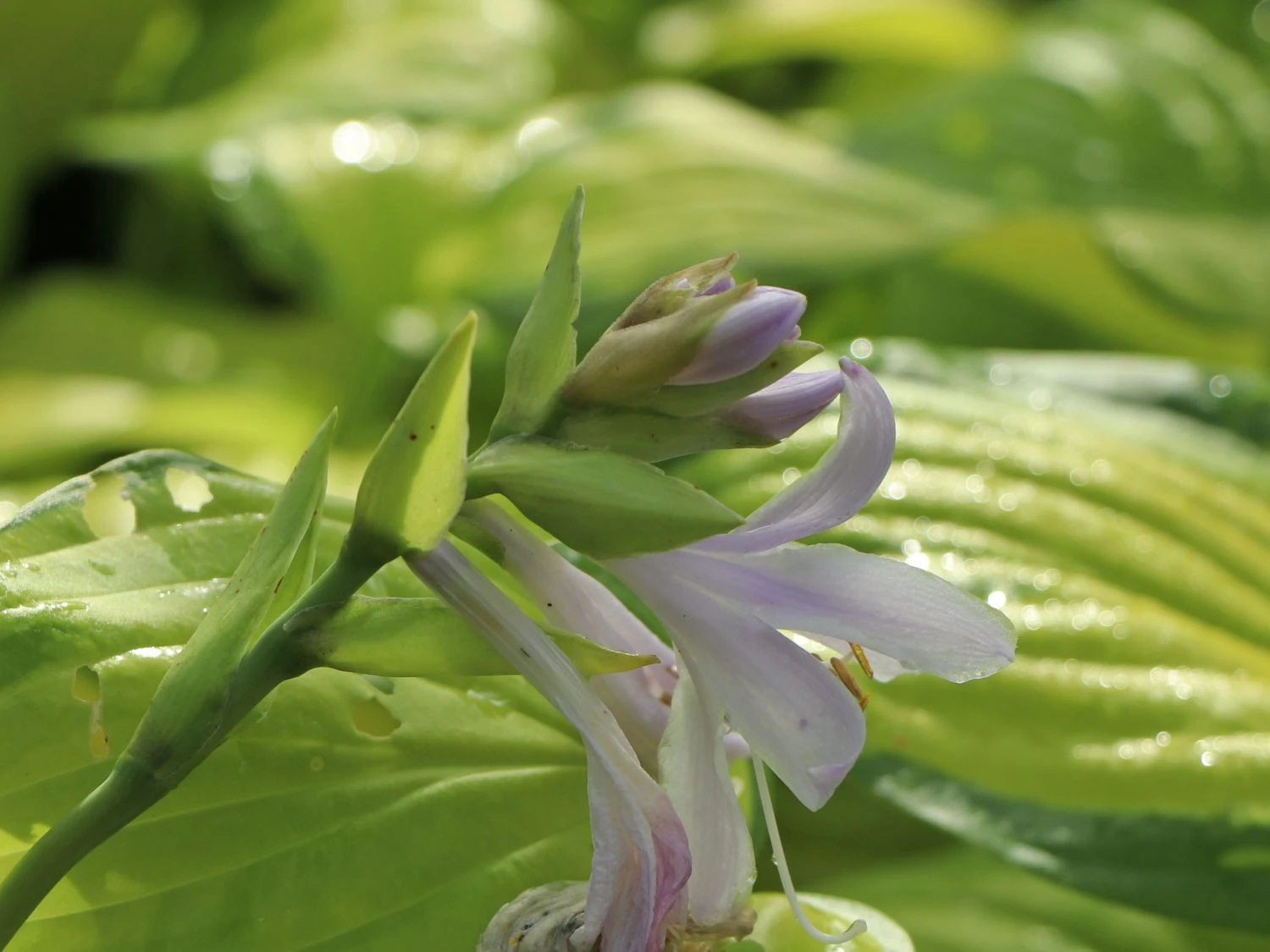 Duftende Lilien-Funkie 'Stained Glass' 5 Duftende Lilien-Funkie 'Stained Glass' – Bild 3