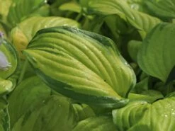 Duftende Lilien-Funkie 'Stained Glass' 7 Duftende Lilien-Funkie 'Stained Glass' -Günstiges Erd Seele Geschäft duftende lilien funkie stained glass m059058 w 1