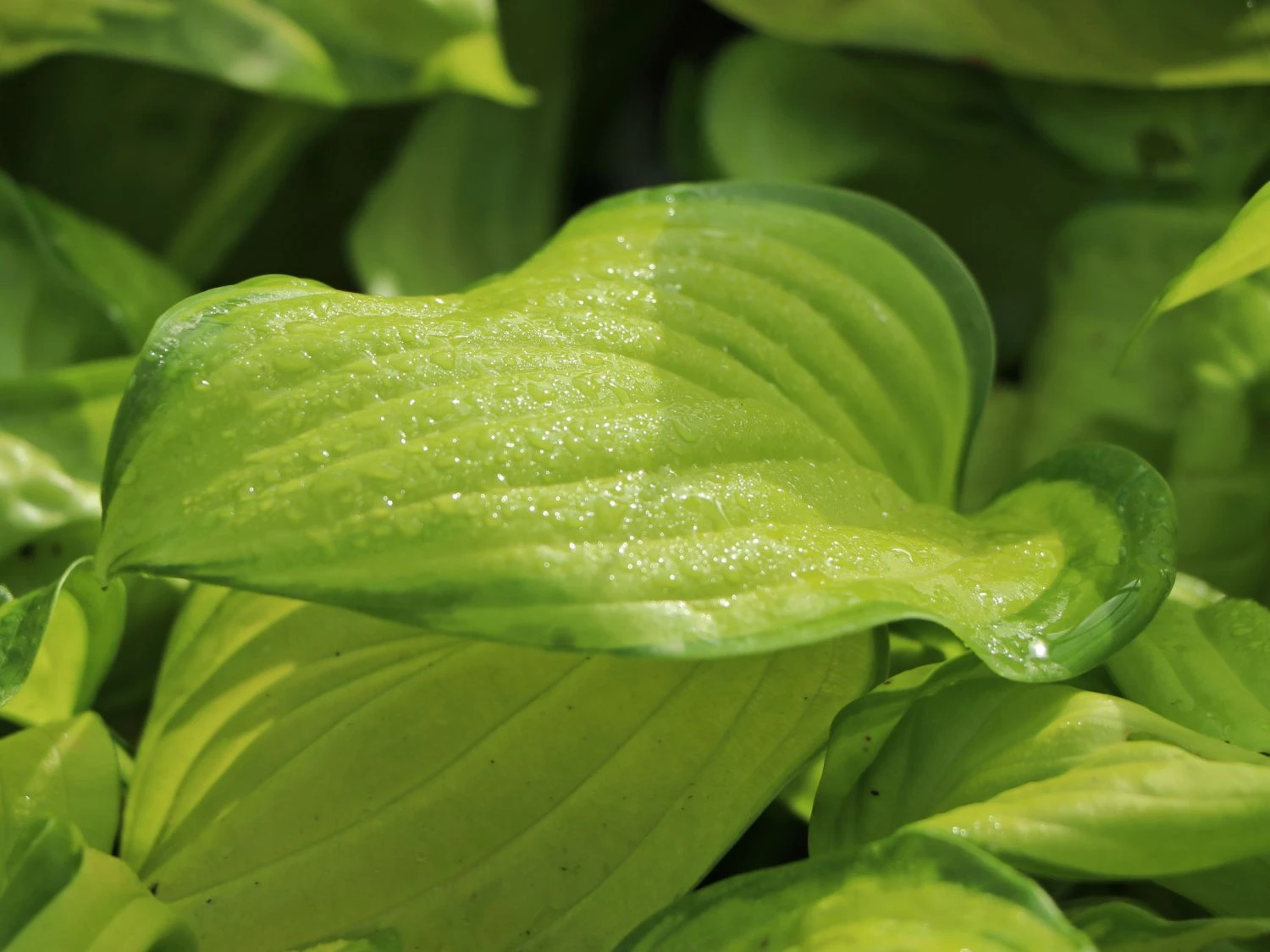 Duftende Lilien-Funkie 'Stained Glass' 6 Duftende Lilien-Funkie 'Stained Glass' – Bild 4