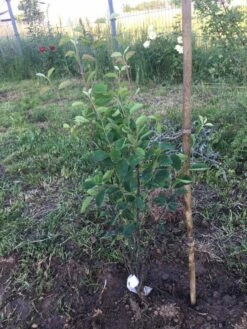 Echte Felsenbirne / Gemeine Felsenbirne -Günstiges Erd Seele Geschäft echte felsenbirne gemeine felsenbirne m014118 1011947 0