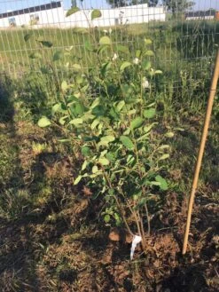 Echte Felsenbirne / Gemeine Felsenbirne -Günstiges Erd Seele Geschäft echte felsenbirne gemeine felsenbirne m014118 1011947 1