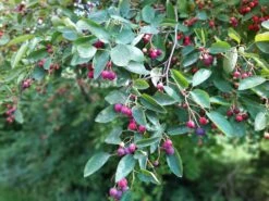 Echte Felsenbirne / Gemeine Felsenbirne -Günstiges Erd Seele Geschäft echte felsenbirne gemeine felsenbirne m014118 1072389 0