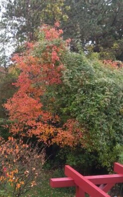 Echte Felsenbirne / Gemeine Felsenbirne -Günstiges Erd Seele Geschäft echte felsenbirne gemeine felsenbirne m014118 171685 0