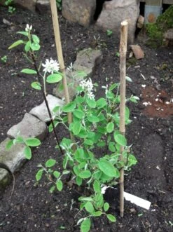 Echte Felsenbirne / Gemeine Felsenbirne -Günstiges Erd Seele Geschäft echte felsenbirne gemeine felsenbirne m014118 493559 0