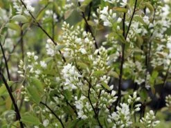 Echte Felsenbirne / Gemeine Felsenbirne -Günstiges Erd Seele Geschäft echte felsenbirne gemeine felsenbirne m014118 w 0