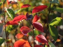 Echte Felsenbirne / Gemeine Felsenbirne -Günstiges Erd Seele Geschäft echte felsenbirne gemeine felsenbirne m014118 w 1