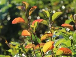 Echte Felsenbirne / Gemeine Felsenbirne -Günstiges Erd Seele Geschäft echte felsenbirne gemeine felsenbirne m014118 w 10