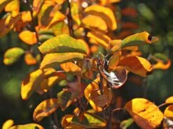 Echte Felsenbirne / Gemeine Felsenbirne -Günstiges Erd Seele Geschäft echte felsenbirne gemeine felsenbirne m014118 w 11