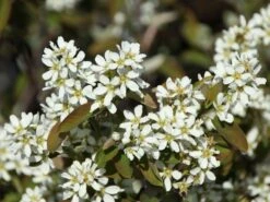 Echte Felsenbirne / Gemeine Felsenbirne -Günstiges Erd Seele Geschäft echte felsenbirne gemeine felsenbirne m014118 w 2