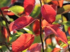 Echte Felsenbirne / Gemeine Felsenbirne -Günstiges Erd Seele Geschäft echte felsenbirne gemeine felsenbirne m014118 w 3