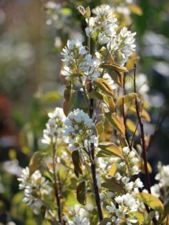 Echte Felsenbirne / Gemeine Felsenbirne -Günstiges Erd Seele Geschäft echte felsenbirne gemeine felsenbirne m014118 w 4