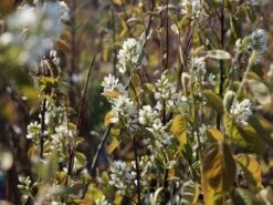 Echte Felsenbirne / Gemeine Felsenbirne -Günstiges Erd Seele Geschäft echte felsenbirne gemeine felsenbirne m014118 w 5