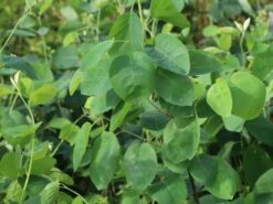 Echte Felsenbirne / Gemeine Felsenbirne -Günstiges Erd Seele Geschäft echte felsenbirne gemeine felsenbirne m014118 w 6