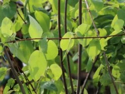 Echte Felsenbirne / Gemeine Felsenbirne -Günstiges Erd Seele Geschäft echte felsenbirne gemeine felsenbirne m014118 w 7