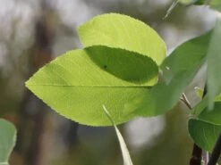 Echte Felsenbirne / Gemeine Felsenbirne -Günstiges Erd Seele Geschäft echte felsenbirne gemeine felsenbirne m014118 w 8